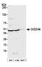 YJU2 Splicing Factor Homolog antibody, A305-882A-M, Bethyl Labs, Western Blot image 
