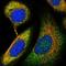 Histone PARylation Factor 1 antibody, HPA043467, Atlas Antibodies, Immunofluorescence image 