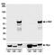 C-Maf Inducing Protein antibody, A700-045, Bethyl Labs, Western Blot image 