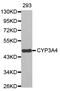 Cytochrome P450 Family 3 Subfamily A Member 4 antibody, STJ23325, St John