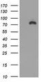 Catenin Beta 1 antibody, CF502301, Origene, Western Blot image 
