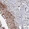 Proline Rich Nuclear Receptor Coactivator 2 antibody, PA5-61102, Invitrogen Antibodies, Immunohistochemistry frozen image 