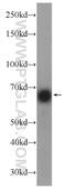 Homeobox And Leucine Zipper Encoding antibody, 23965-1-AP, Proteintech Group, Western Blot image 