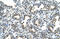 HGFIN antibody, ARP44499_P050, Aviva Systems Biology, Immunohistochemistry frozen image 
