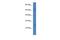 C-C Motif Chemokine Ligand 16 antibody, PA5-40345, Invitrogen Antibodies, Western Blot image 