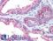 Erythrocyte Membrane Protein Band 4.1 Like 2 antibody, LS-B4681, Lifespan Biosciences, Immunohistochemistry frozen image 