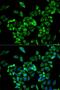 Membrane primary amine oxidase antibody, LS-B13865, Lifespan Biosciences, Immunofluorescence image 