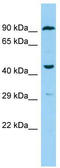 F2R Like Thrombin Or Trypsin Receptor 3 antibody, TA332098, Origene, Western Blot image 