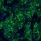 PD-L1 antibody, A700-020, Bethyl Labs, Immunohistochemistry frozen image 
