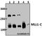 MLL antibody, A00402-1, Boster Biological Technology, Western Blot image 