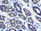 Phorbol-12-myristate-13-acetate-induced protein 1 antibody, 2437, ProSci Inc, Immunohistochemistry frozen image 
