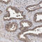 FH1/FH2 domain-containing protein 3 antibody, HPA024696, Atlas Antibodies, Immunohistochemistry frozen image 