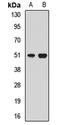 H2.0 Like Homeobox antibody, orb412605, Biorbyt, Western Blot image 
