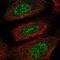 Proline-rich protein 13 antibody, PA5-65233, Invitrogen Antibodies, Immunofluorescence image 