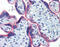Cyclin B1 antibody, 51-285, ProSci, Immunohistochemistry paraffin image 