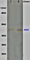 Von Willebrand Factor antibody, orb389275, Biorbyt, Western Blot image 