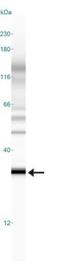 Egl nine homolog 3 antibody, GTX10880, GeneTex, Western Blot image 