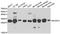 B Cell Receptor Associated Protein 31 antibody, A7056, ABclonal Technology, Western Blot image 