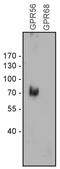 Adhesion G Protein-Coupled Receptor G1 antibody, 720373, Invitrogen Antibodies, Western Blot image 