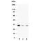 Neurotrophin 3 antibody, R30243, NSJ Bioreagents, Western Blot image 