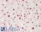 MAF BZIP Transcription Factor B antibody, LS-B14025, Lifespan Biosciences, Immunohistochemistry paraffin image 