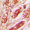 Vimentin antibody, LS-C353037, Lifespan Biosciences, Immunohistochemistry frozen image 
