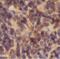 gp80 antibody, FNab04284, FineTest, Immunohistochemistry frozen image 