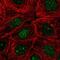 Nudix Hydrolase 16 antibody, HPA060452, Atlas Antibodies, Immunocytochemistry image 