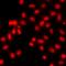 Histone Cluster 3 H3 antibody, LS-C668835, Lifespan Biosciences, Immunofluorescence image 