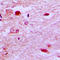 E2F Transcription Factor 6 antibody, LS-C352133, Lifespan Biosciences, Immunohistochemistry frozen image 