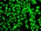 Adhesion G Protein-Coupled Receptor G5 antibody, orb74298, Biorbyt, Immunofluorescence image 