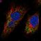 Metaxin 3 antibody, HPA062061, Atlas Antibodies, Immunofluorescence image 