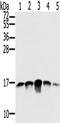 Single-stranded DNA-binding protein, mitochondrial antibody, TA350449, Origene, Western Blot image 