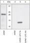 BH3 Interacting Domain Death Agonist antibody, GTX25498, GeneTex, Western Blot image 