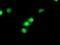 Cyclin Dependent Kinase Inhibitor 3 antibody, NBP2-01245, Novus Biologicals, Immunofluorescence image 