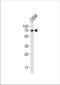 Guanylate Binding Protein 2 antibody, TA325034, Origene, Western Blot image 