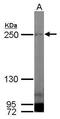 Myosin Heavy Chain 1 antibody, PA5-31466, Invitrogen Antibodies, Western Blot image 
