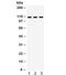 Integrin Subunit Alpha 2b antibody, R31916, NSJ Bioreagents, Western Blot image 
