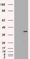 SRY-Box 17 antibody, LS-C114339, Lifespan Biosciences, Western Blot image 