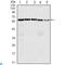 Cell Division Cycle 25C antibody, LS-C814007, Lifespan Biosciences, Immunohistochemistry paraffin image 