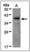 RAD51-associated protein 1 antibody, AP23610PU-N, Origene, Western Blot image 