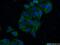 Matrix Metallopeptidase 23B antibody, 13020-1-AP, Proteintech Group, Immunofluorescence image 