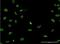 Parathymosin antibody, H00005763-M17-100ug, Novus Biologicals, Immunofluorescence image 