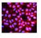 Protein Hook homolog 2 antibody, A08854-1, Boster Biological Technology, Immunofluorescence image 