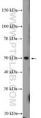 Methyltransferase Like 14 antibody, 26158-1-AP, Proteintech Group, Western Blot image 