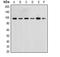 Mitogen-Activated Protein Kinase 7 antibody, LS-B14576, Lifespan Biosciences, Western Blot image 