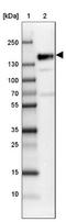 Serine And Arginine Repetitive Matrix 1 antibody, NBP2-13381, Novus Biologicals, Western Blot image 