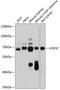 USH1 Protein Network Component Harmonin antibody, 14-505, ProSci, Western Blot image 