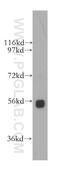 Signal Recognition Particle 54 antibody, 11729-1-AP, Proteintech Group, Western Blot image 