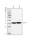 Prostaglandin F synthase antibody, A01820-1, Boster Biological Technology, Western Blot image 